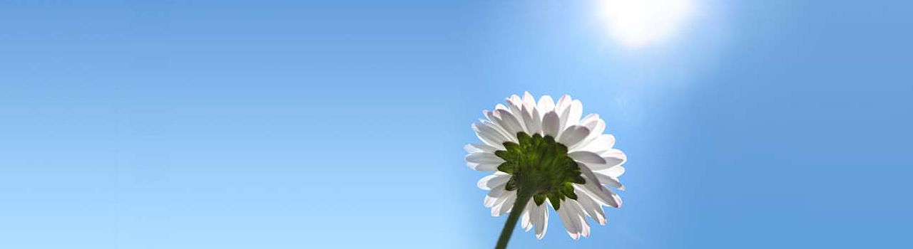 Blomst under blå himmel