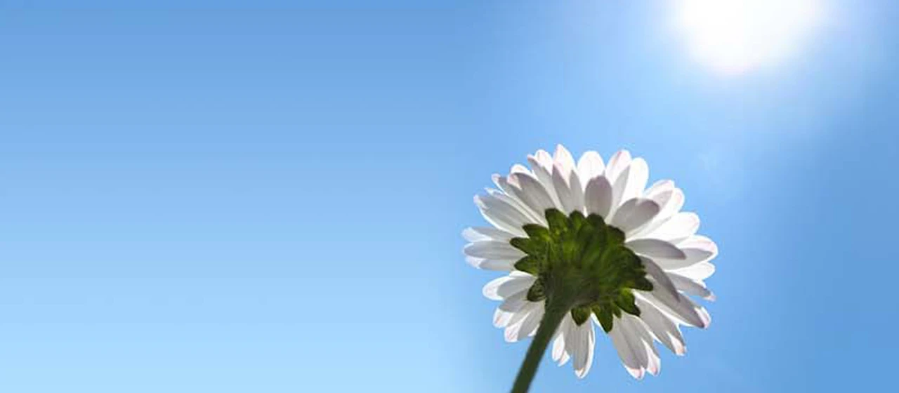 Blomst under blå himmel